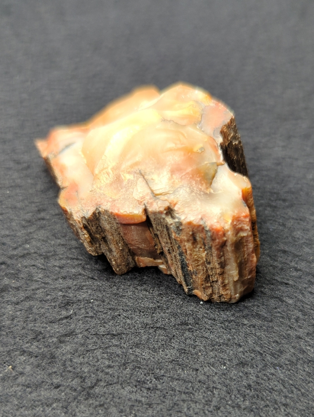 AZ Petrified Wood